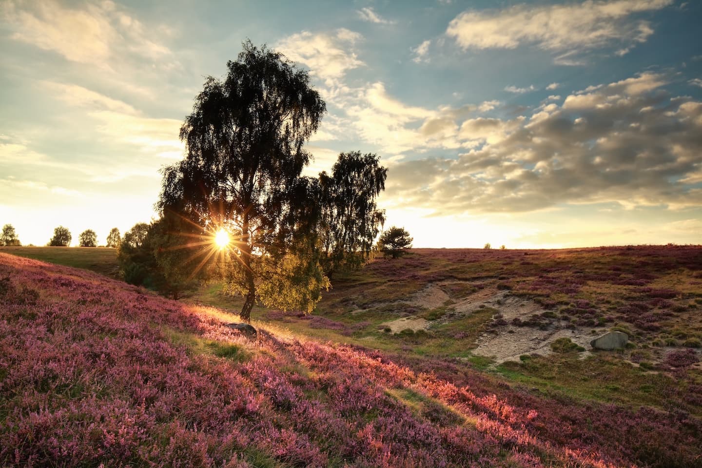 Heather in bloom